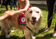 Therapy dogs working to create community at Carleton