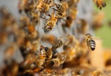 Varroa mites pose greater threat to honey bees than ‘murder hornets,’ experts say
