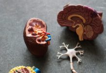 Carleton University and UTEP publish new findings about the brain’s ‘zone of uncertainty’