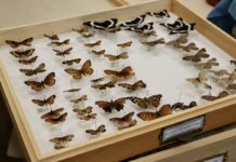 No doctorates required: Citizen science transforms climate change research