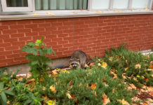 Meet Arnold, the residence raccoon bringing ‘happiness on our darkest days’