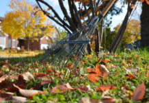 Tired of fall lawn care? So is the ecosystem
