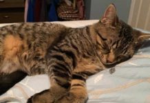 Carleton pets help students through an online semester