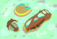 Cape Breton University anonymously receives 330-million-year-old fossil