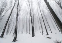 Winter Wolf: A Poem