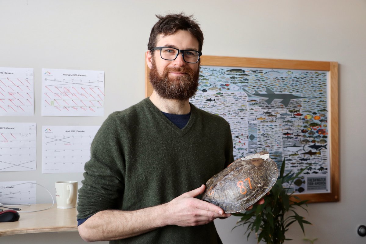 This Carleton researcher 3D-printed turtle models to watch them have