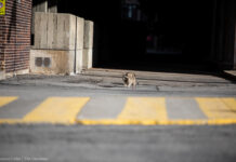 Healthcare workers become increasingly worried amid growing number of raccoon adoptions during pandemic