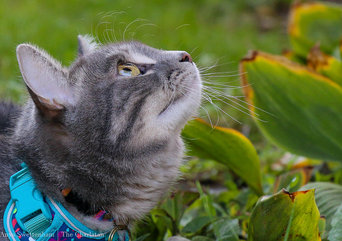 Photo of a grey cat looking up surrounded by grass and a plant.