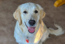 Dog days: How pets are transitioning in a post-Zoom life Photo of a white lab looking up to the camera with its tongue out