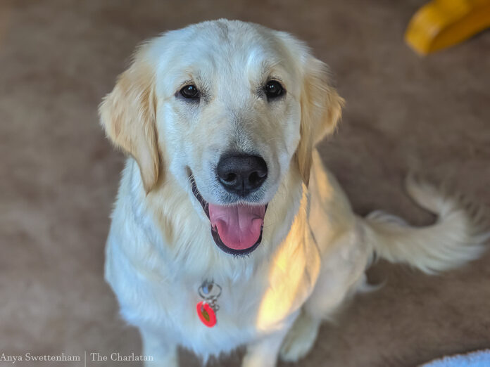 Photo of a white lab looking up to the camera with its tongue out