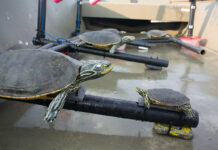 Turtles like eavesdropping on potential mates, Carleton instructor finds