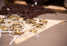 ‘Eat bugs’: Cricket desserts served in residence cafeteria