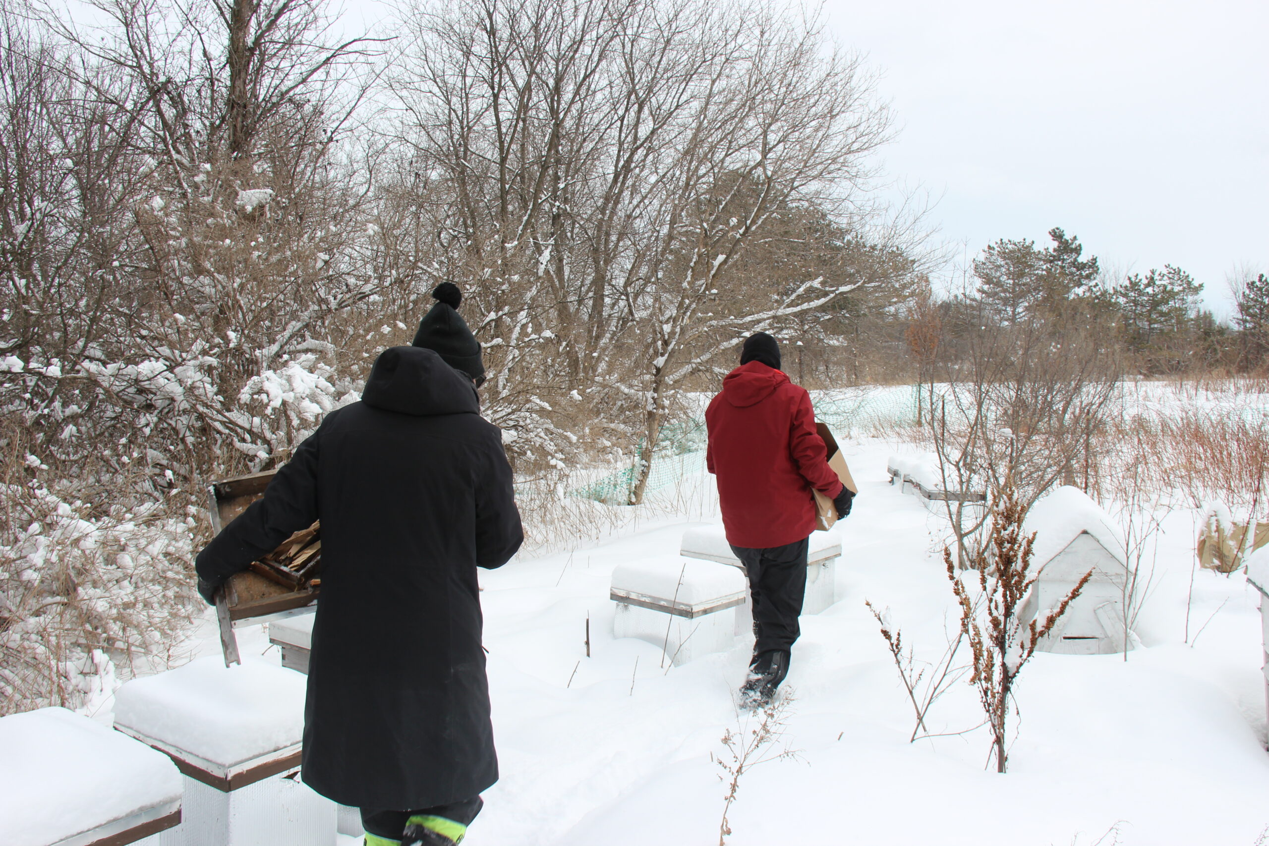 Beekeepers walking in snow holding boxes.