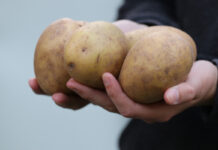 Thwarting the warts: UPEI study seeks wart-resistant potato variety A person is pictured holding onto potatoes on May 17, 2022.