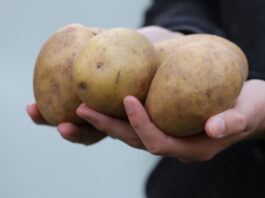 A person is pictured holding onto potatoes on May 17, 2022.