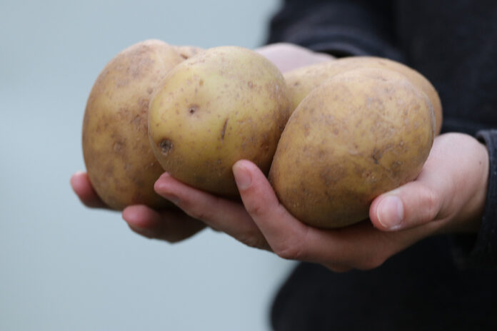 A person is pictured holding onto potatoes on May 17, 2022.