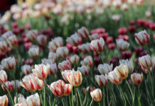 In photos: 70th annual Canadian Tulip Festival