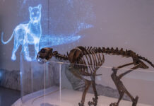 Canadian Museum of Nature unveils ice age AR as part of ‘coolest’ returning summer exhibit A virtual animal roams the Museum of Nature.
