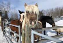 University of Calgary study aims to improve track surfaces for Stampede horses Horses are shown on a farm during a snowy day in Alberta.