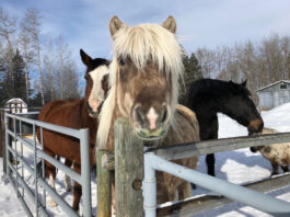 Horses are shown on a farm during a snowy day in Alberta.