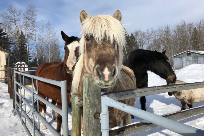 Horses are shown on a farm during a snowy day in Alberta.