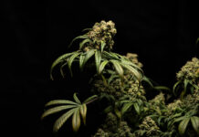 A history of cannabis: How a plant was demonized