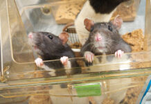 University of Lethbridge study shows male experimenters may make rats uneasy Lab rats at the University of Lethbridge