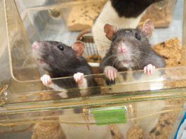 Lab rats at the University of Lethbridge