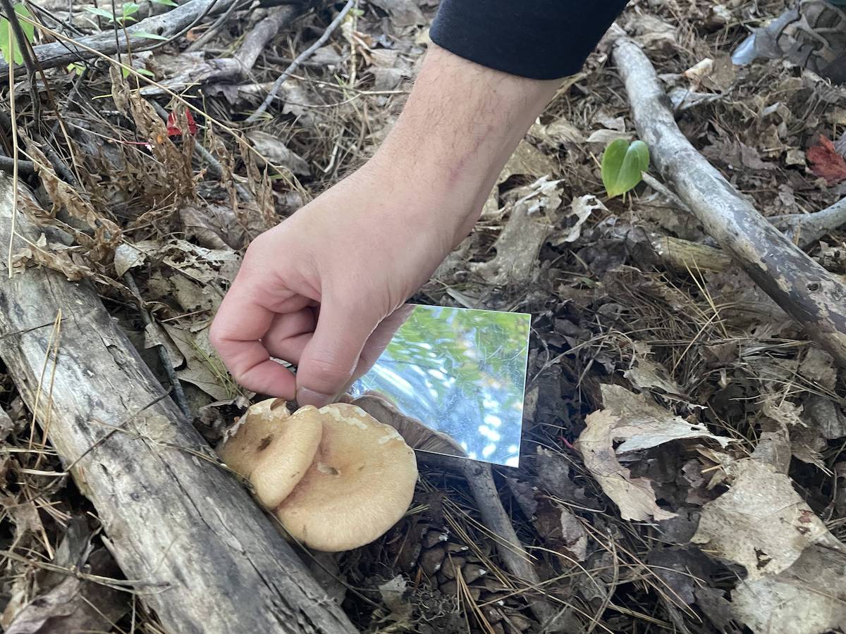 A hand is holding a mirror beneath the cap of a fungus to see what it looks like without having to pick it
