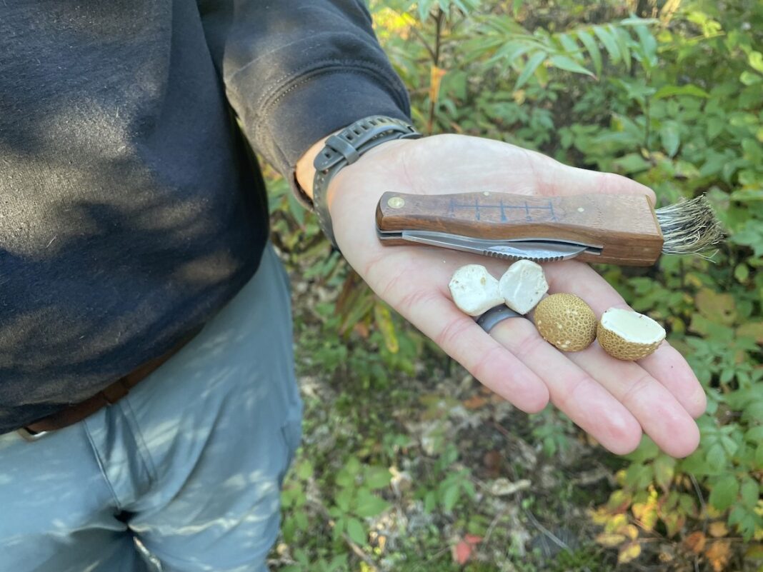 An open palm holds a mushroom picking pocket knife and two mushroom caps cut in half.