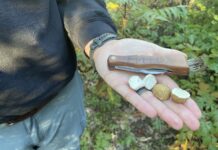 “The future is fungi”: The power of citizen science to advance fungal conservation An open palm holds a mushroom picking pocket knife and two mushroom caps cut in half.