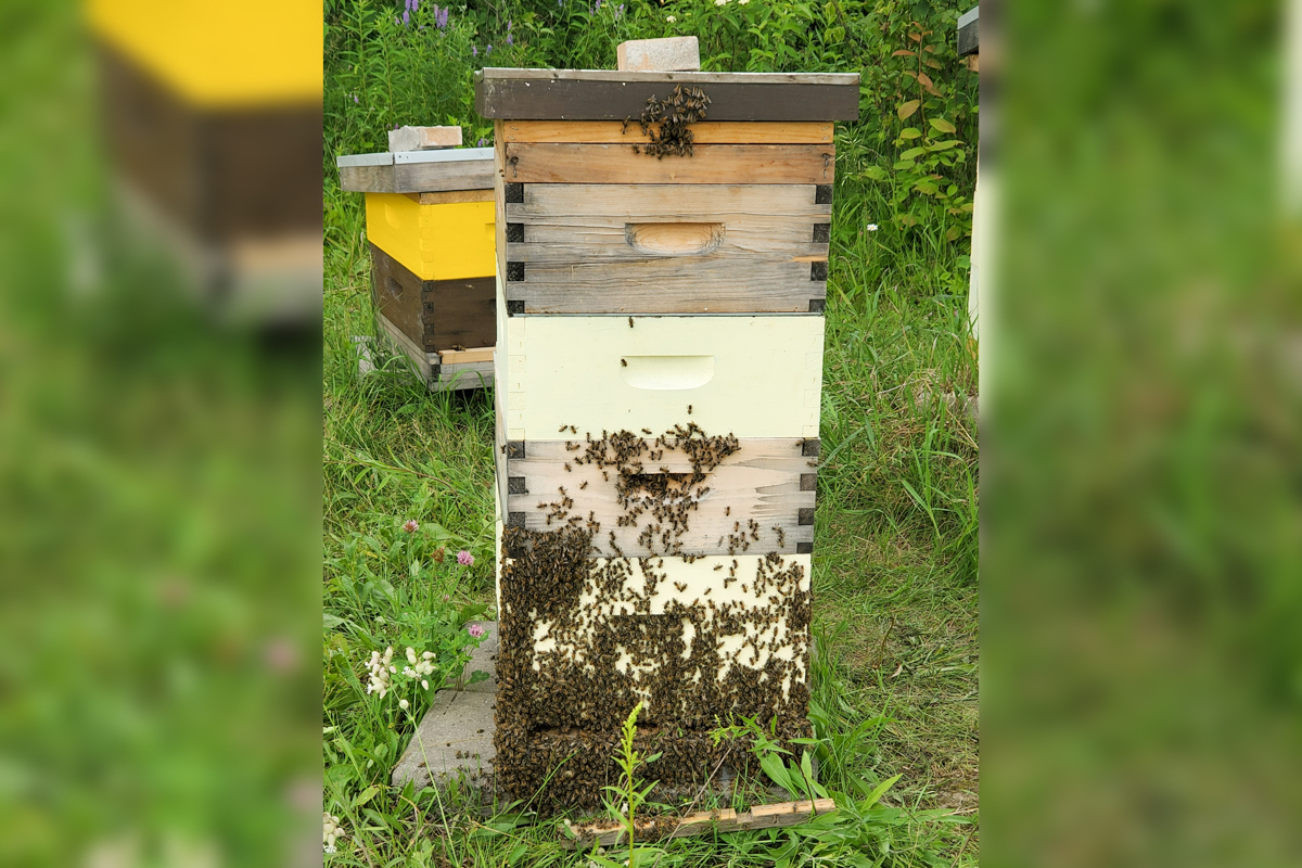 Bee hive boxes sit in a grassy meadow