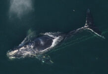 The key to stopping North Atlantic right whale deaths might be orbiting the planet A North Atlantic right whale tangled in netting off of Daytona Beach