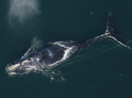 A North Atlantic right whale tangled in netting off of Daytona Beach