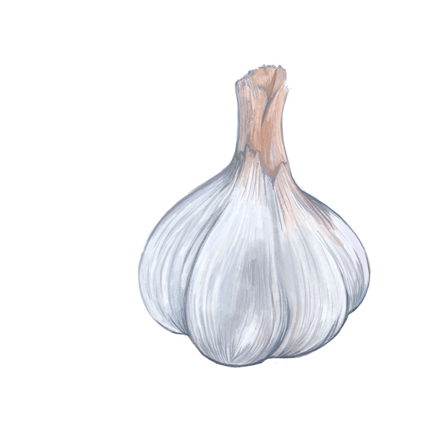 a graphic of a garlic bulb