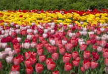 In Photos: The People of Ottawa’s Annual Tulip Festival