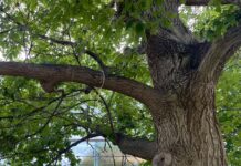 Swing and a miss: Carleton axes student-favourite leisure spot