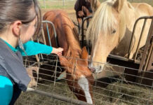 Carleton animal rights club promotes animal rights and plant-based lifestyles A person reaches over a fence to pet a horse.
