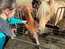 A person reaches over a fence to pet a horse.