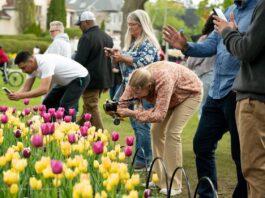 People gather around a bed of yellow and pink tulips to admire and take photos on May 12, 2024. [Photo by Anya Swettenham/the Charlatan]