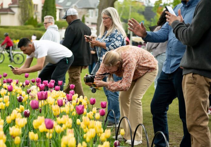 People gather around a bed of yellow and pink tulips to admire and take photos on May 12, 2024. [Photo by Anya Swettenham/the Charlatan]
