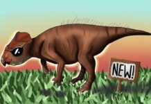Q&A: Carleton professor Michael Ryan helps identify new dinosaur