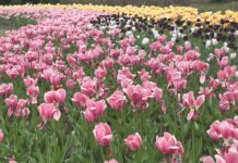 Colourful tulips are pictured in a field.