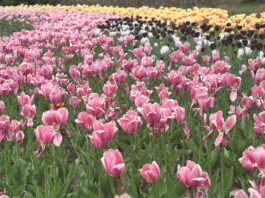 Colourful tulips are pictured in a field.