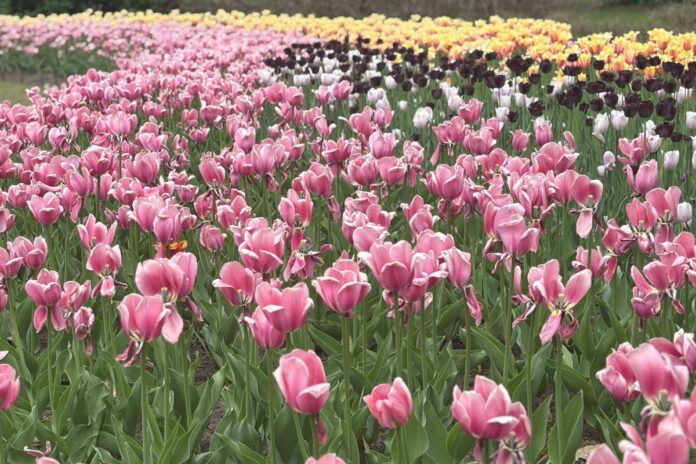 Colourful tulips are pictured in a field.