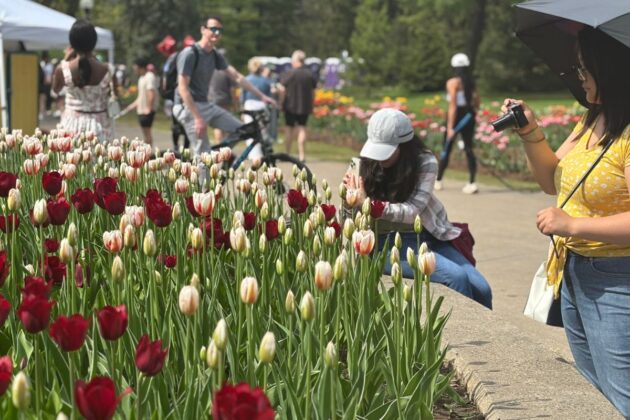 People kneel down and take photos of tulips.