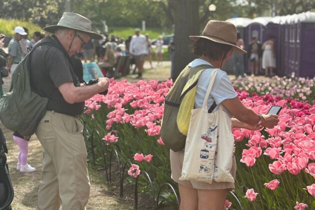 Two people wearing hats take photos on their phones of pink tulips.