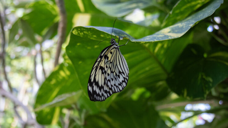 a yellow and black butterfly perches on a leaf