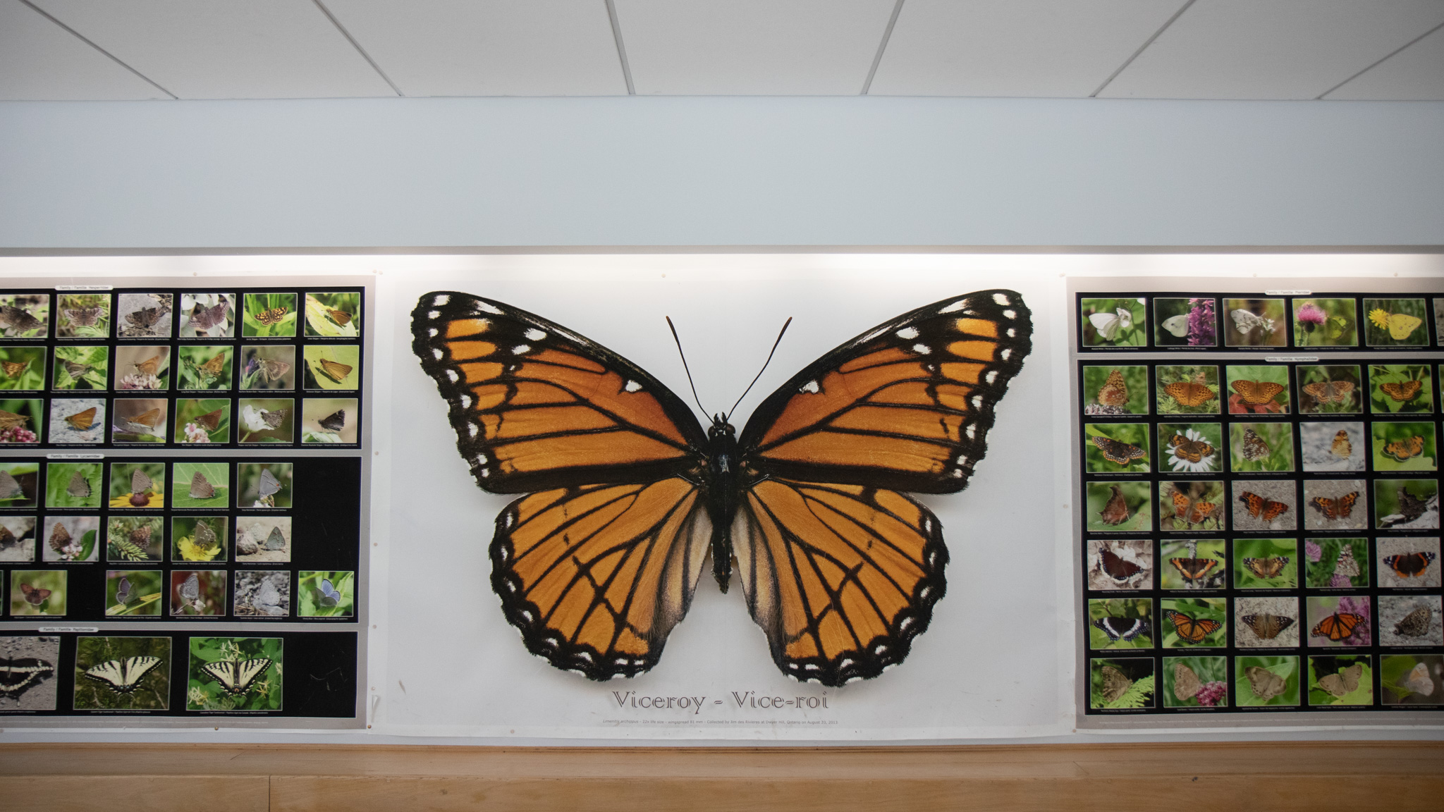 a wall with a large butterfly decoration