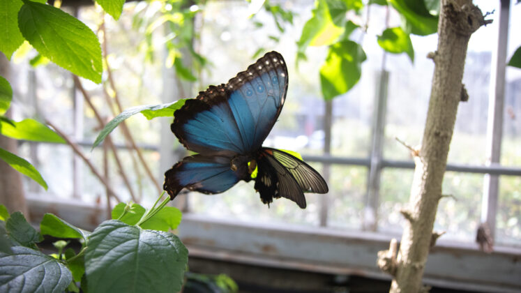 a blue butterfly flutters its wings
